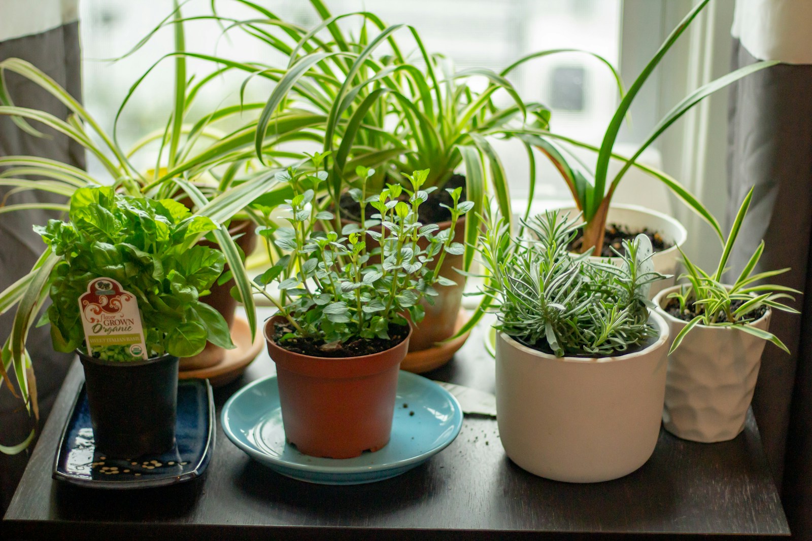 Inheemse planten kiezen voor biodiversiteit: zo maak je direct impact in je tuin