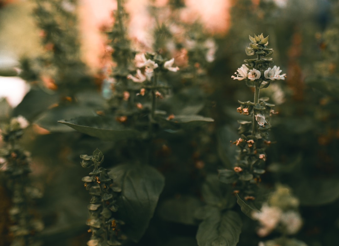 Basilicum bloemen: betekenis, smaak en verzorging in de tuin