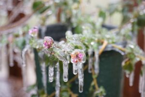 Pink and orange flower completely frozen with icicles dripping down on a back porch in the winter