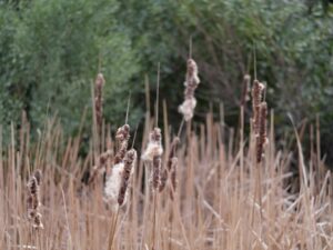 Cattails Kure Beach, NC