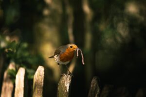 Robin With Worm - London