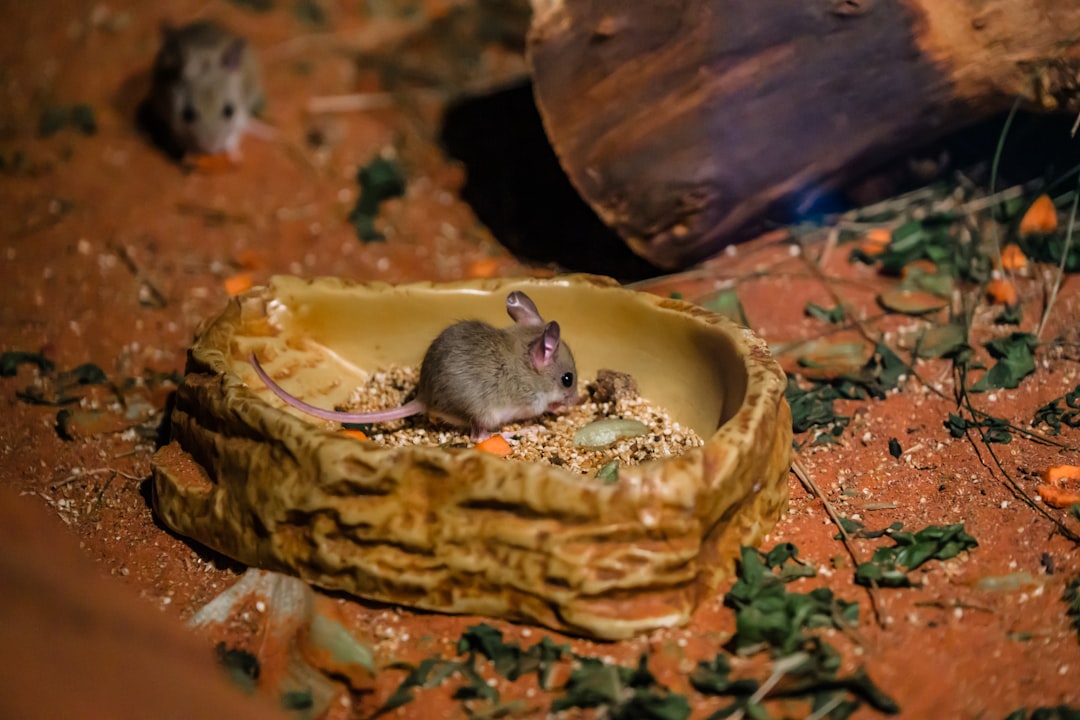 Hoe oud wordt een muis: levensverwachting in wild en huis