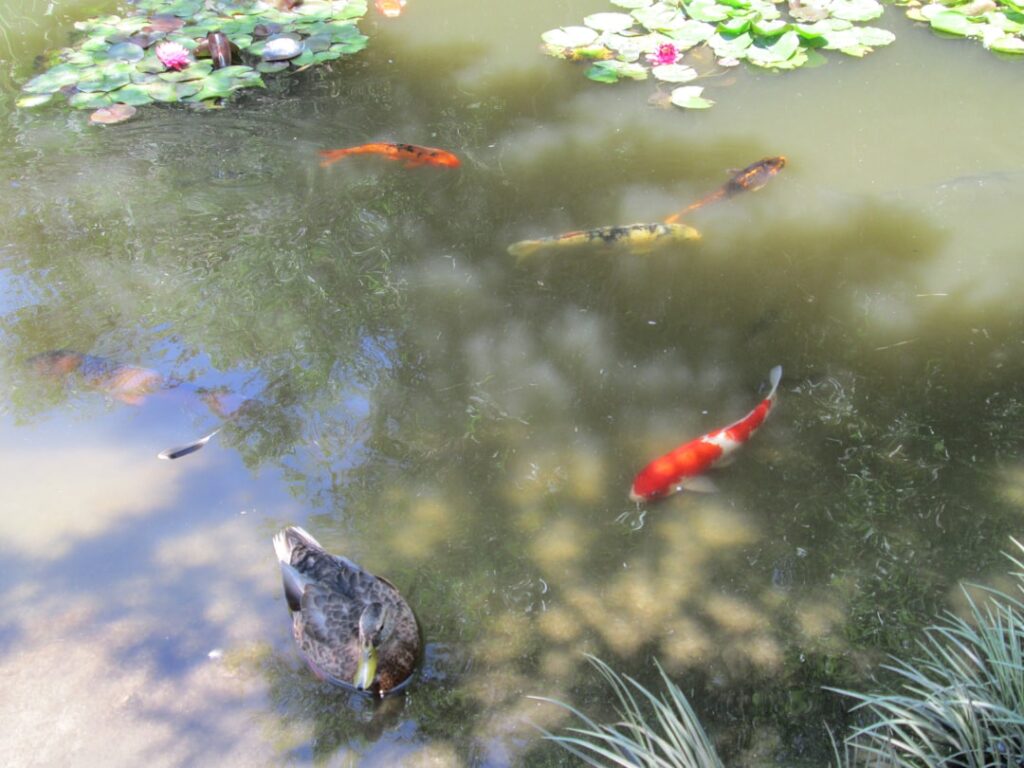 Duck in a koi pond