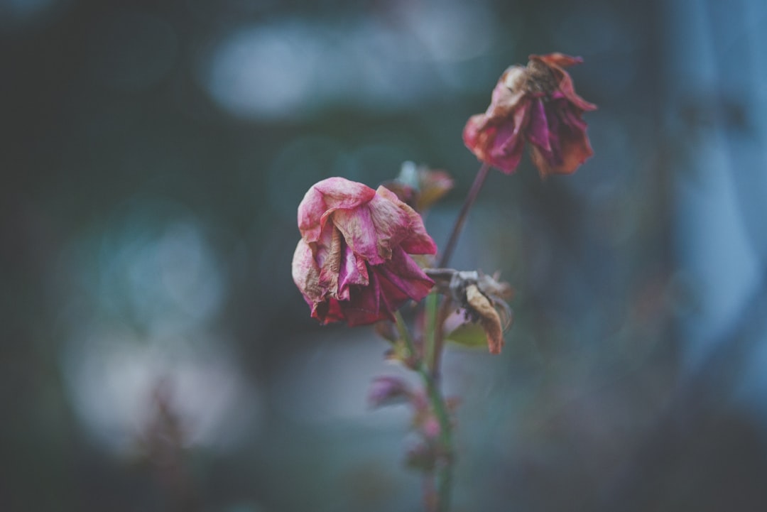 Hoelang kunnen bloemen zonder water overleven en fris blijven?