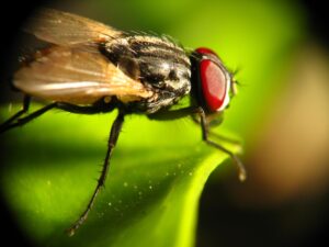 A common housefly up close and personal :) Reverse lens macro + slave flash
