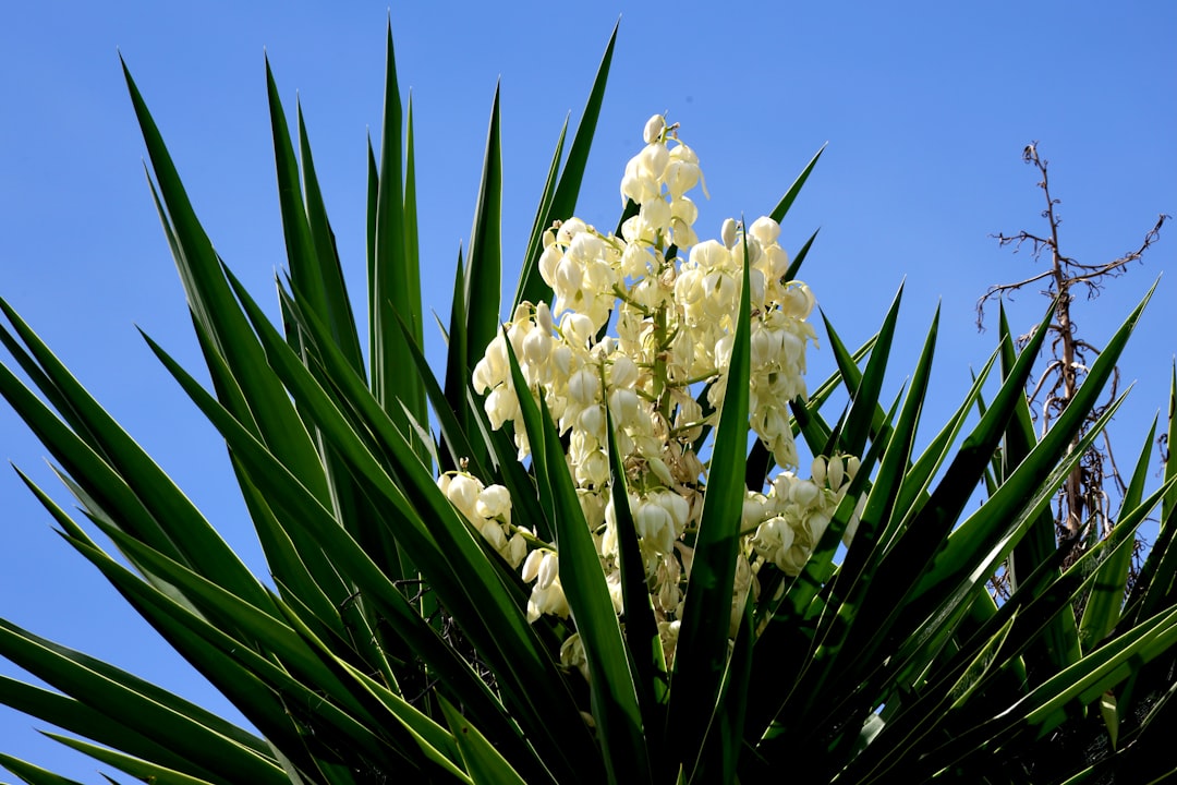Yucca bloem verwijderen voor een gezonde en nette plant