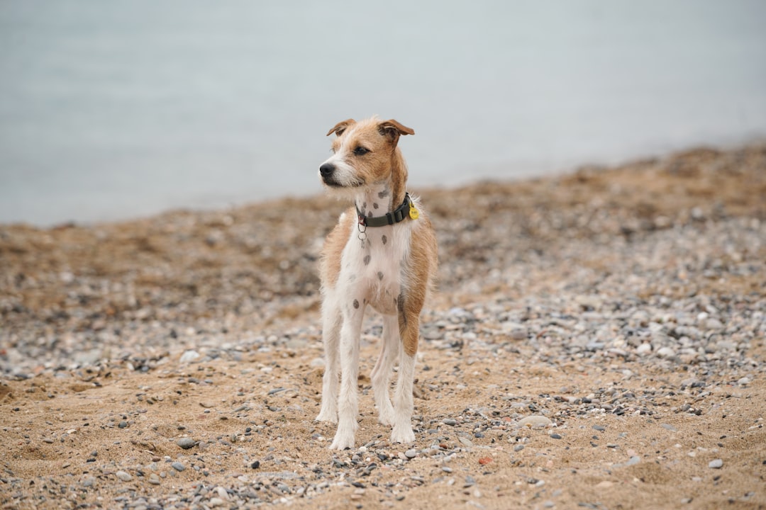 Honden in lokale opvang