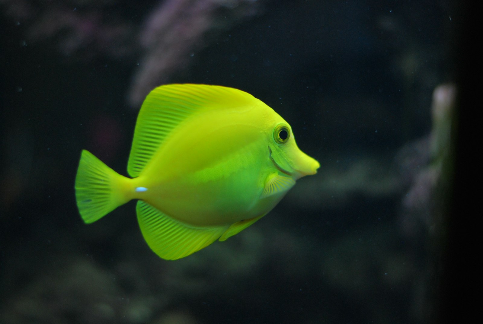 Koi-karper net onder het wateroppervlak