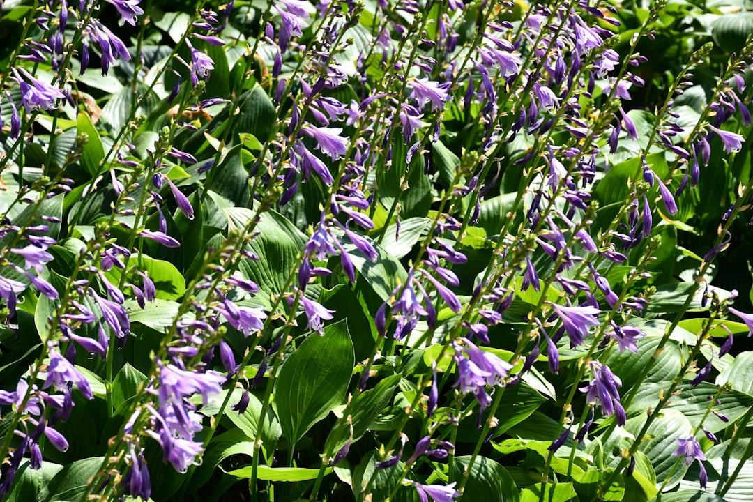 Tuin op het noorden inrichten: zo maak je het ondanks schaduw mooi