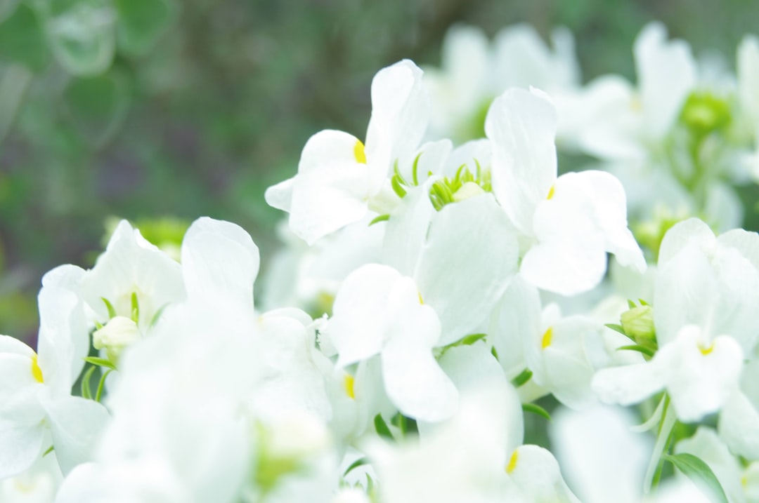 Witte bloemen in schaduwtuin