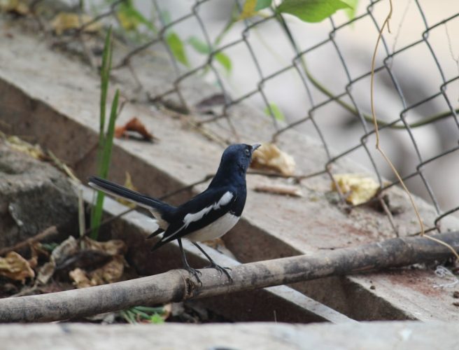 Photo by Shambhuraje Shirke on Unsplash